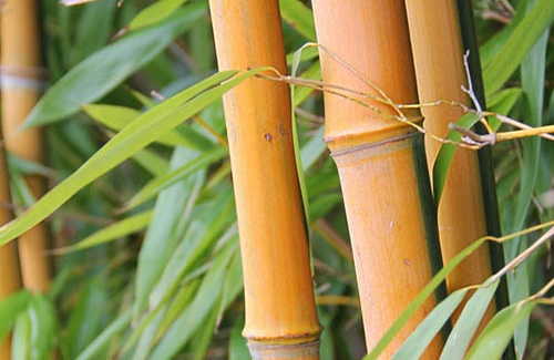 Паркет из бамбука